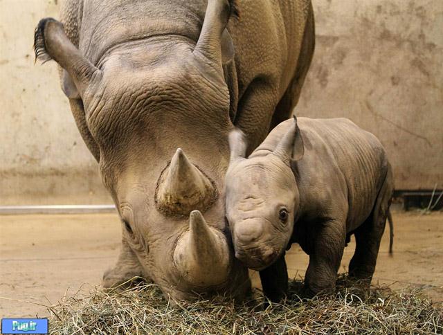 تصاویر زیبا از مادران در دنیای حیوانات