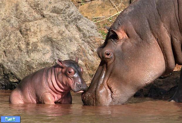 تصاویر زیبا از مادران در دنیای حیوانات