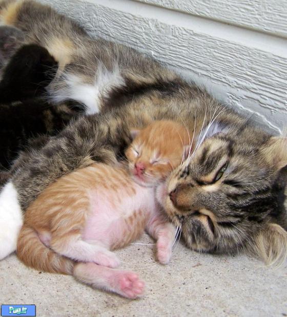 بچه گربه و مادرشون