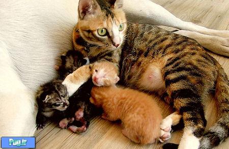 بچه گربه و مادرشون