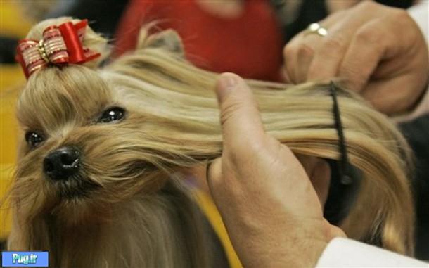  کوتاه کردن موی سگ 