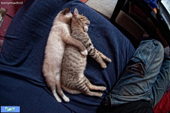 گالری عکس 27 فروردین گربه های خواب