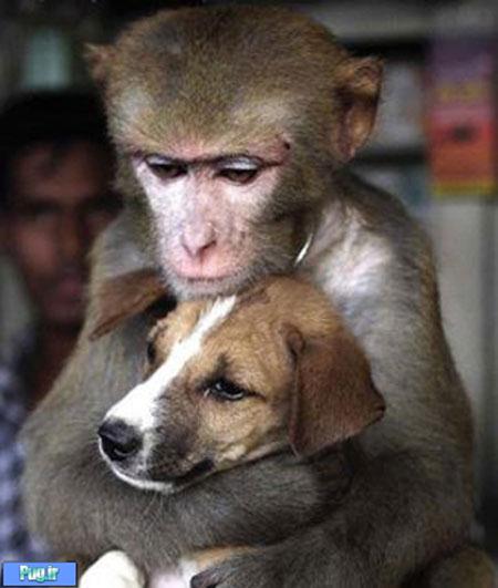 عشق در حیوانات وجود دارد تصویری