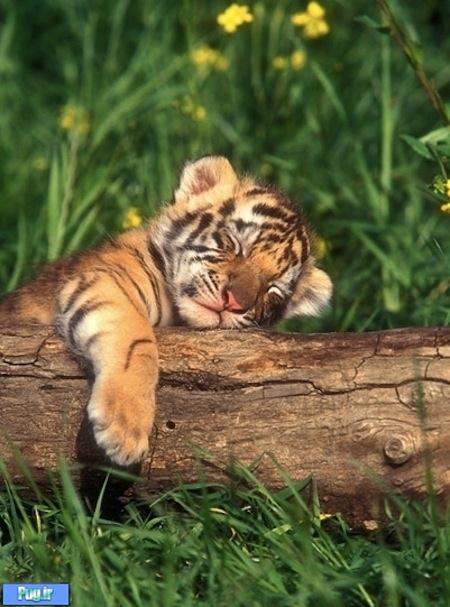 عکس های زیبا از خوابیدن حیوانات