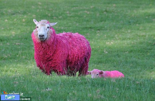 تا به حال گوسفند صورتی رنگ دیده اید ! / عکس