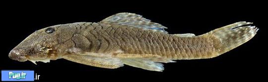 کشف گونه جدید و شگفت انگیز گربه ماهی زره پوش