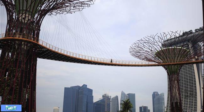  نمایی زیبا از پل هوایی درختی در سنگاپور