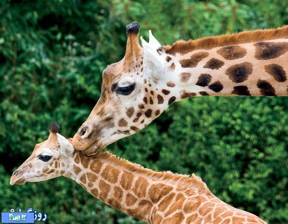 عشق مادری در حیوانات