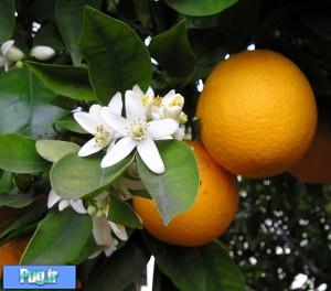برای رفع تپش قلب بهار نارنج بخورید