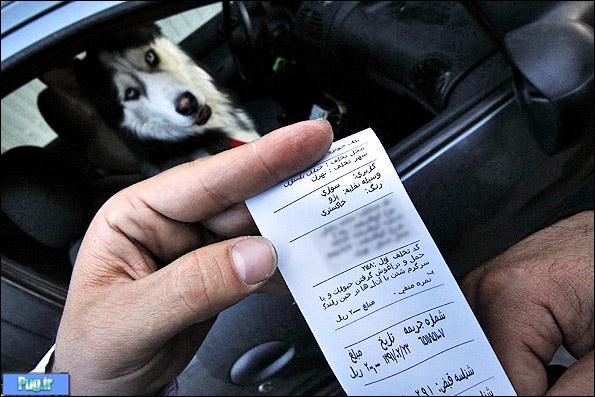 این سگ علت جریمه پژو 206 است/تصاویر