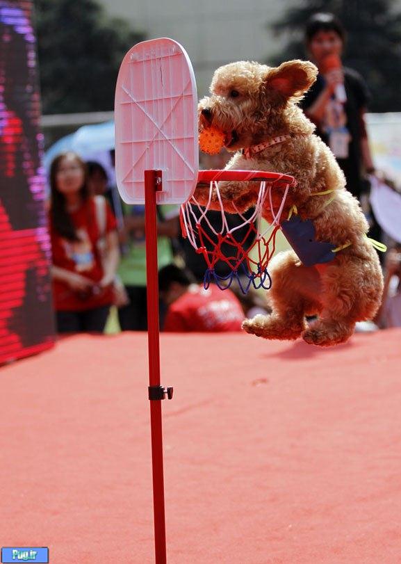 المپیک سگ ها در چین+عکس