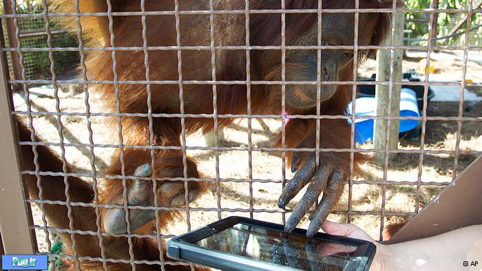 اورانگوتان‌ها در آمریکا از آی‌پد استفاده می‌کنند+تصاویر