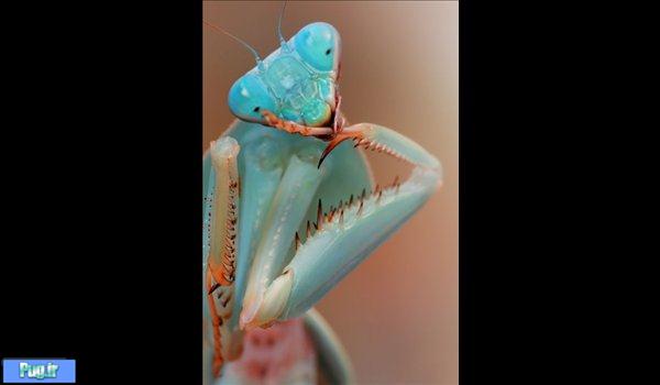 عکاسی غیر عادی از حشرات و حیوانات کوچک