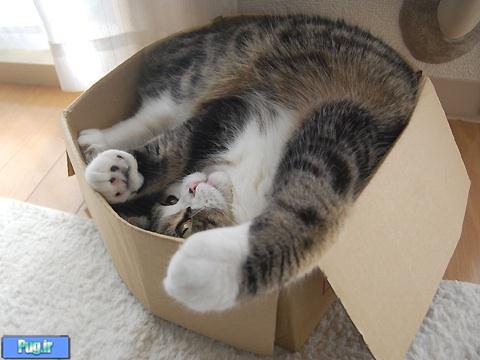 گربه های عشق جعبه