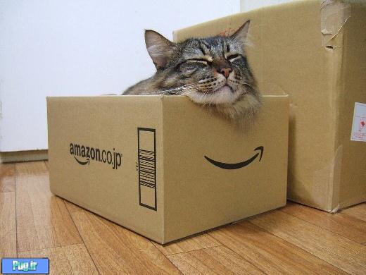 گربه های عشق جعبه