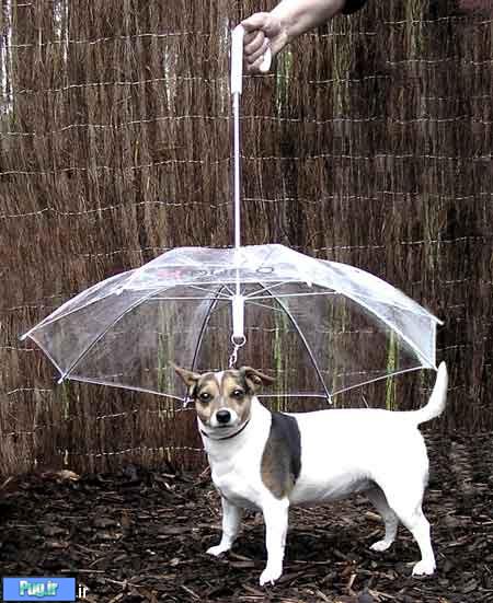 چتری برای هاپو ها 