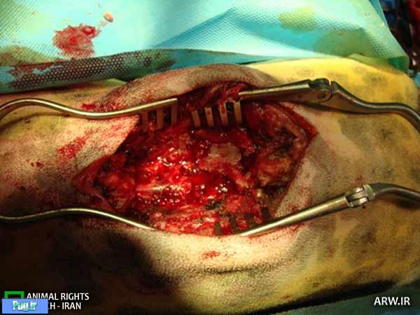 جراحی خارج کردن تیر از نخاع یک سگ ۵ ماهه