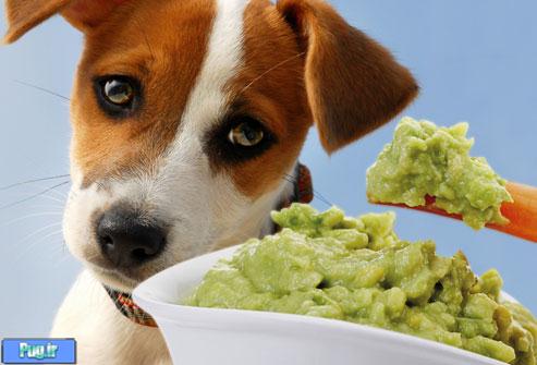 مواد غذایی که شما میخورید سگهایتان نباید بخورند 