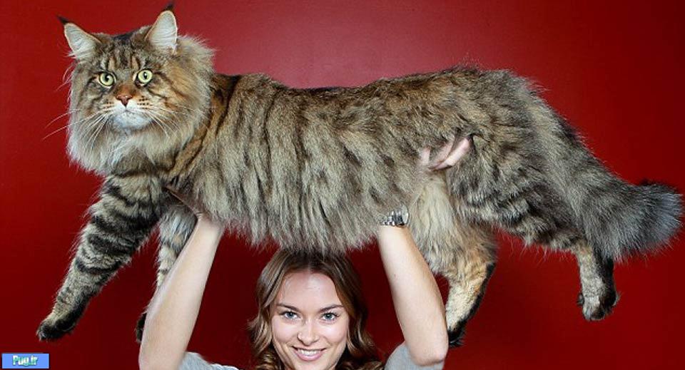 هیولای خانگی به نام روپرت؛ بزرگترین گربه خانگی جهان!! + عکس