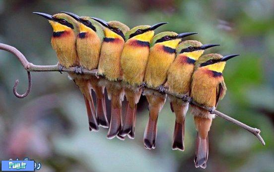 پرندگان زیبا