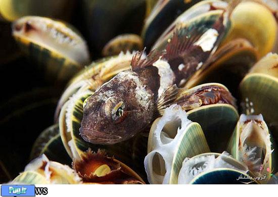 موجودات زیبای دریایی در دریای سیاه