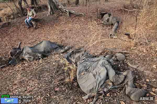 کشف قبرستان گروهی فیلها در کامرون/ تصویری
