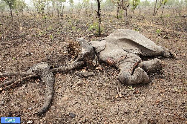 کشف قبرستان گروهی فیلها در کامرون/ تصویری