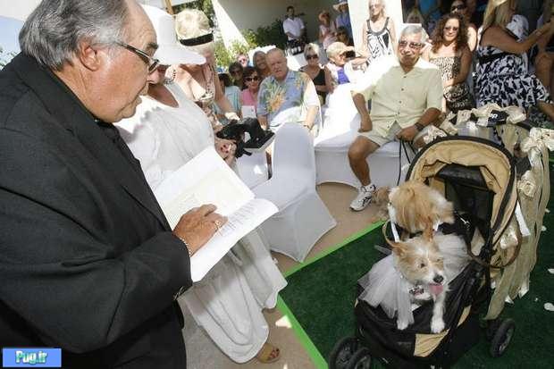 برپایی گران ترین ازدواج سگ در جهان 