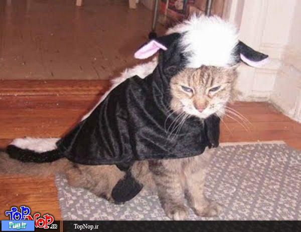 لباس برای گربه ها 