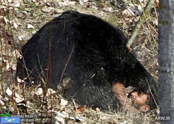 حمله خرس وحشی دو چوپان خلخالی را زخمی کرد 