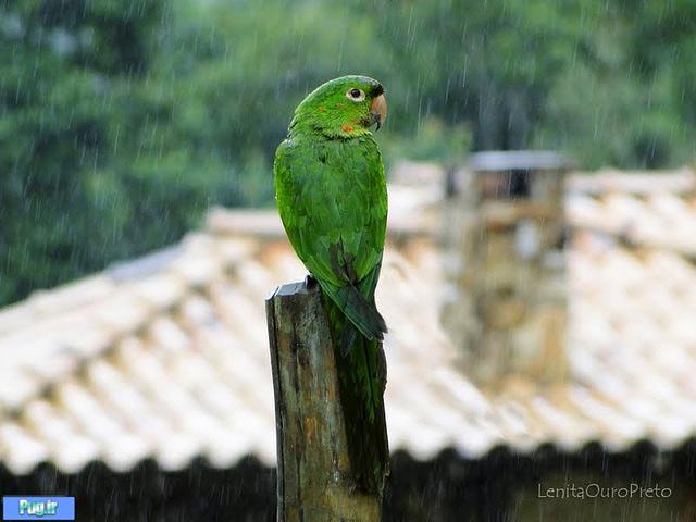پرندگان در باران