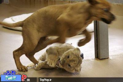 بازی سگ با شیر