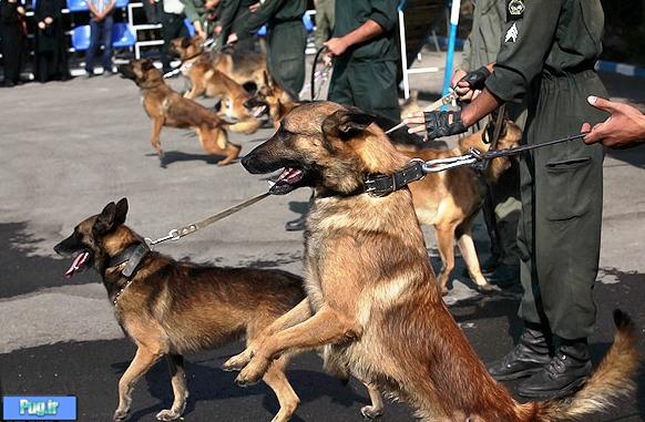 سگ ها در ارتش ایران پس از انقلاب اسلامی