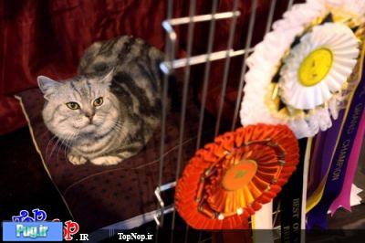 مسابقه زیباترین گربه ها در لندن
