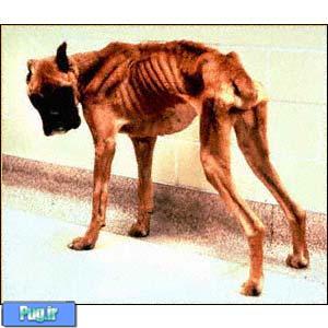 علائم بیماری در سگ ها که هرگز نباید نادیده بگیرید  (1)
