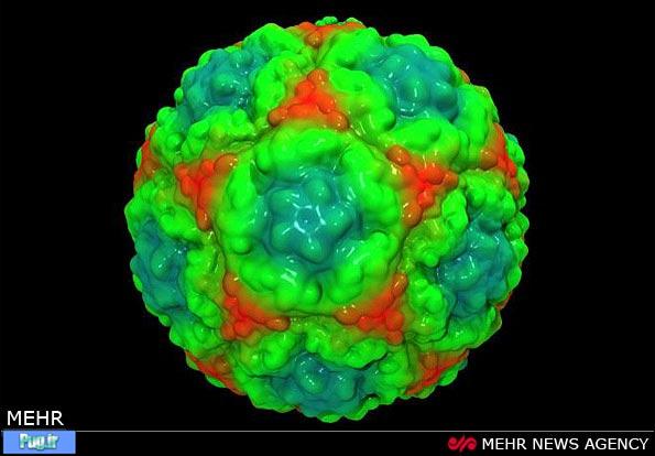 تصاویر دیدنی از ویروس سرماخوردگی 
