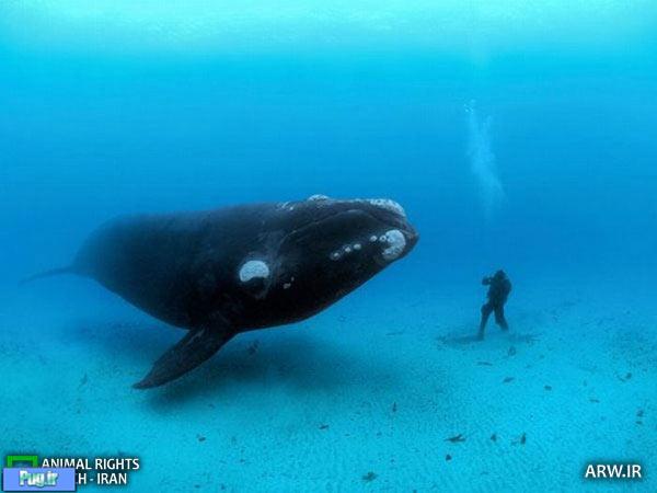 نجات یک نهنگ گوژپشت