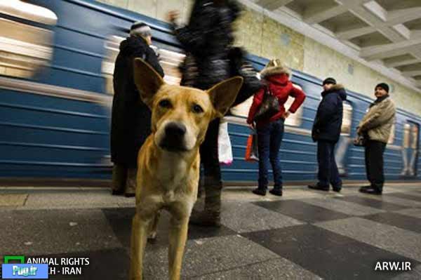 رهاکردن سگ در مترو تا دستگیری
