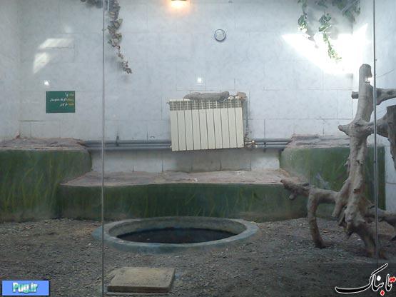 وضعیت نامناسب حیوانات در باغ وحش مشهد/