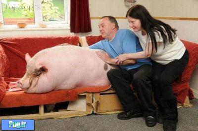 عکس هایی از یک خوک چاق