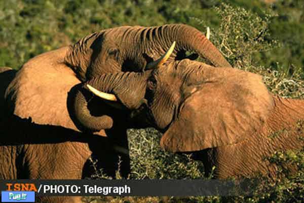 «عاج فیل» در کشور گابن سوزانده می‌شود