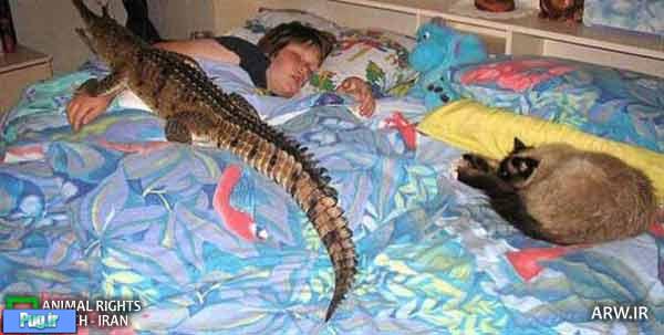 خانمی که به خاطر یک تمساح از همسرش جدا شد