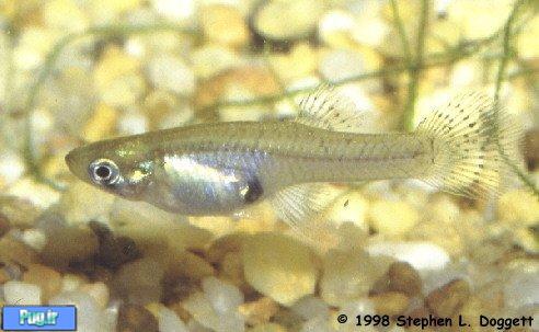 معرفی پشه ماهی شرقی (Gambusia holbrooki)
