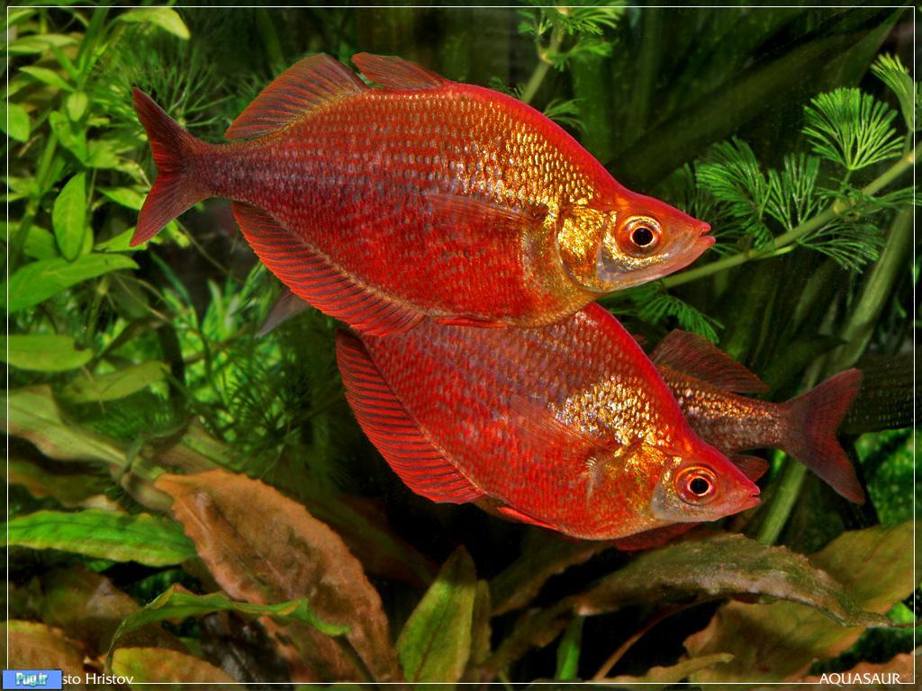 معرفی -ماهی رنگین کمان قرمز (Glossolepis incisus)