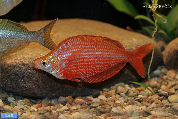 معرفی ماهی رنگین کمان زیگ زاگ (Glossolepis dorityi)