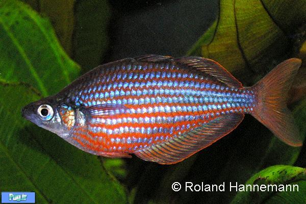 معرفی ماهی رنگین کمان زیگ زاگ (Glossolepis dorityi)