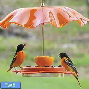  شرایط نگهداری پرندگان در فصل تابستان(ترجمه)