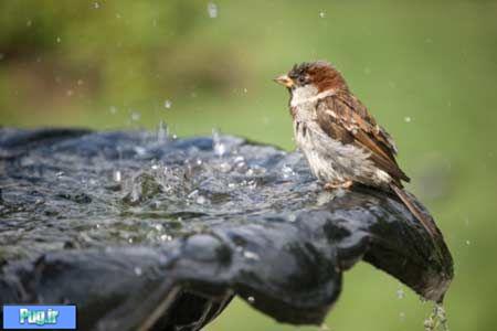  شرایط نگهداری پرندگان در فصل تابستان(ترجمه)