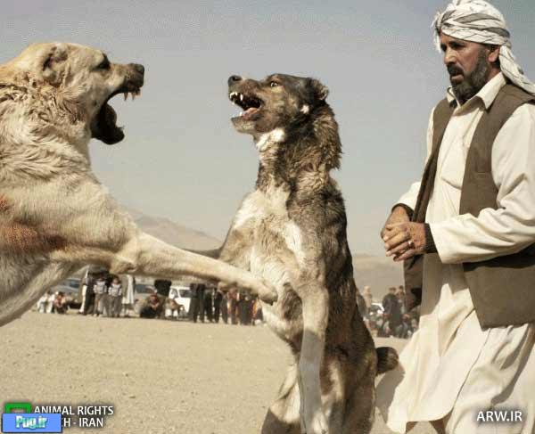 سگ کشی باز هم در افغانستان