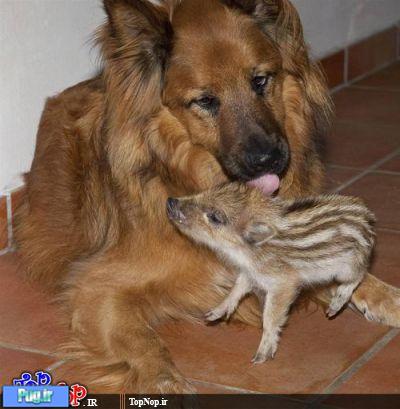 دایه های مهربان تر از مادر در حیوانات